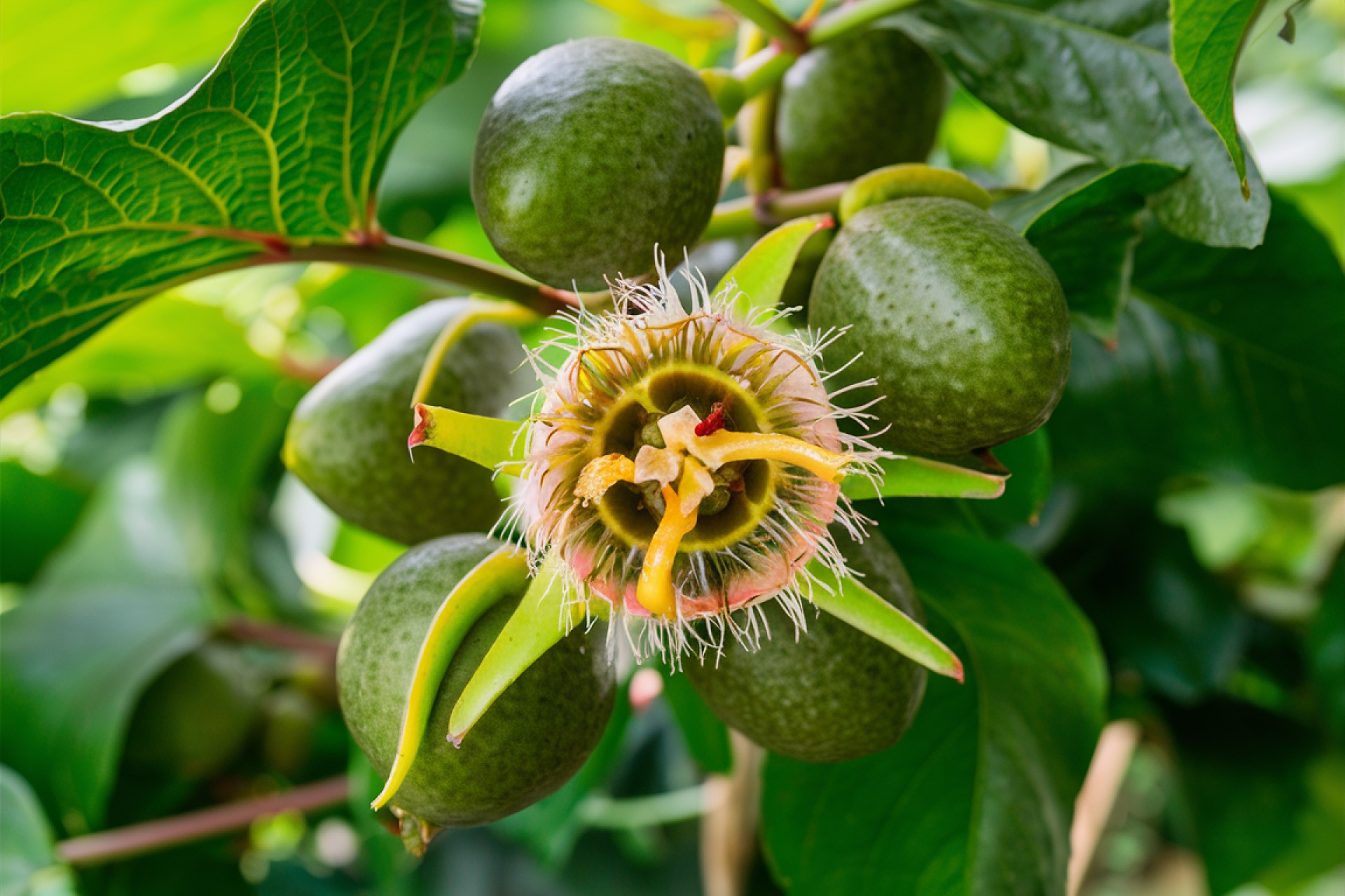 Cómo Cultivar, Cosechar y Disfrutar de los Beneficios de la Chinola